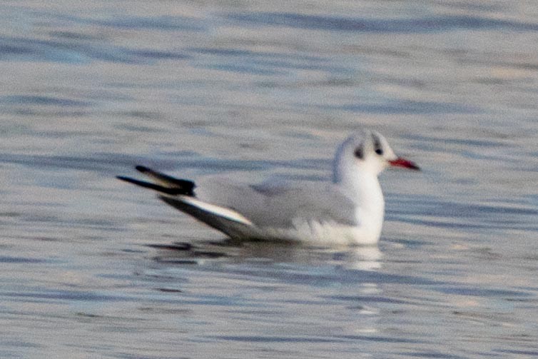 Mouette rieuse - ML619807621