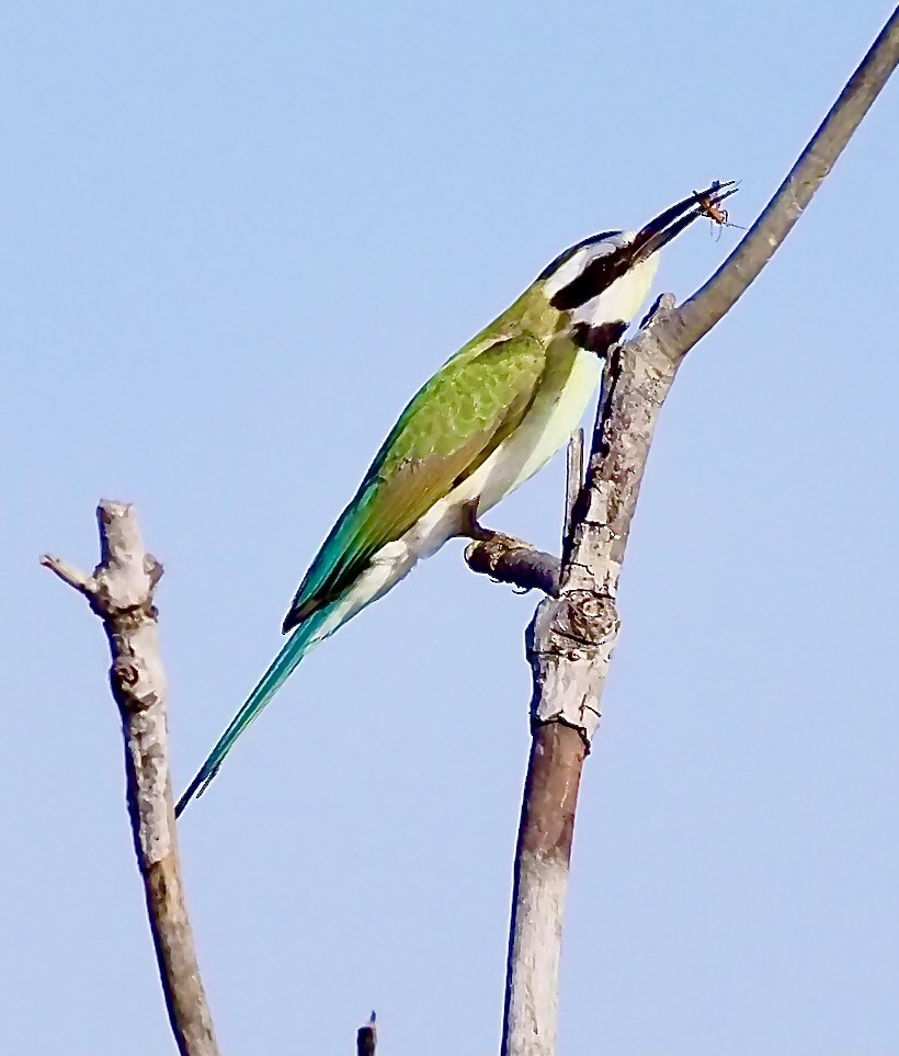 White-throated Bee-eater - ML619807636