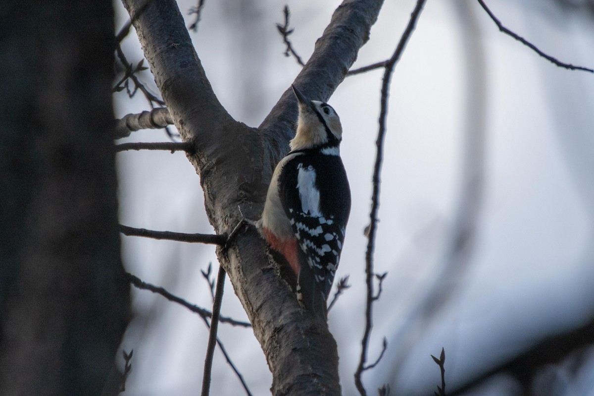Great Spotted Woodpecker - ML619807643
