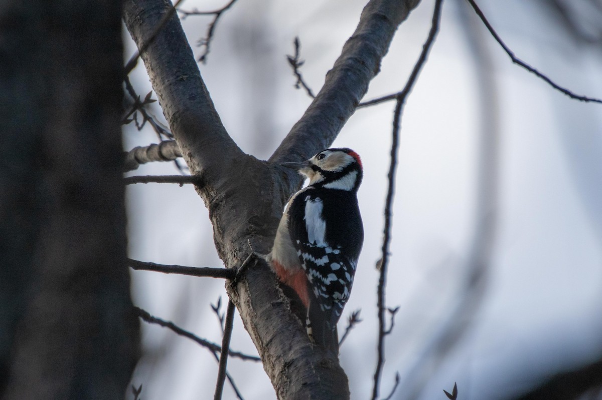 Great Spotted Woodpecker - ML619807644