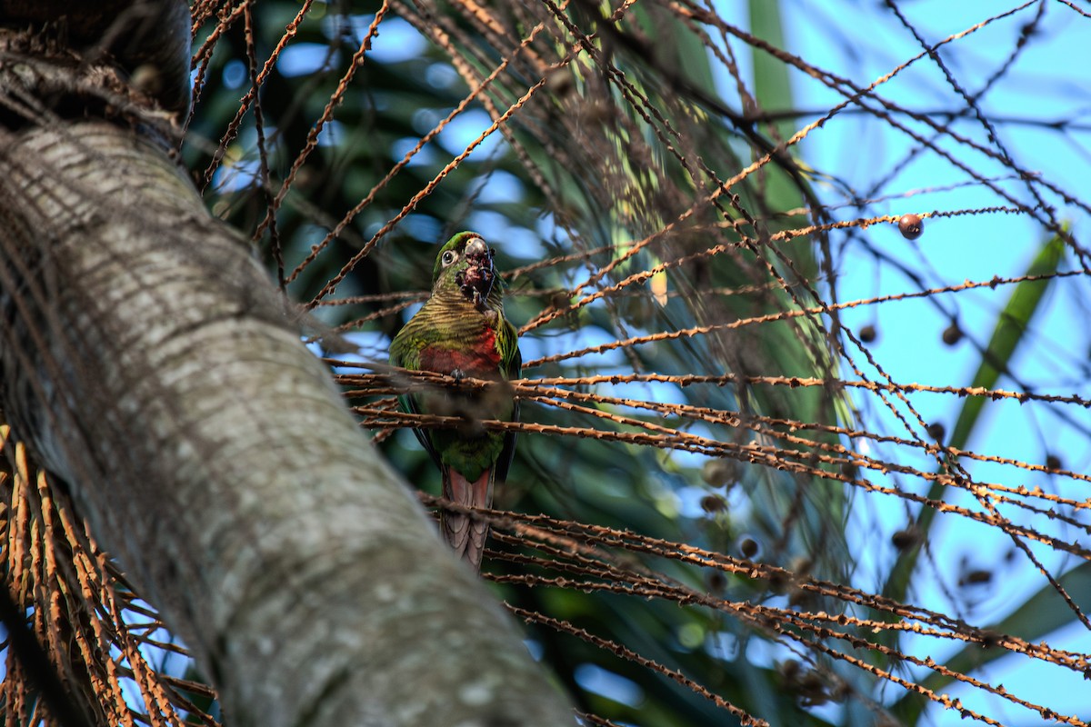 Kahverengi Kulaklı Papağan - ML619807648