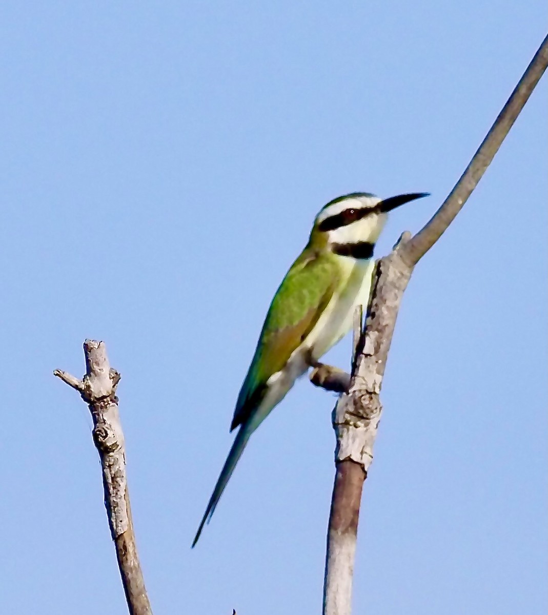 White-throated Bee-eater - ML619807654