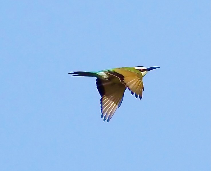 White-throated Bee-eater - ML619807672