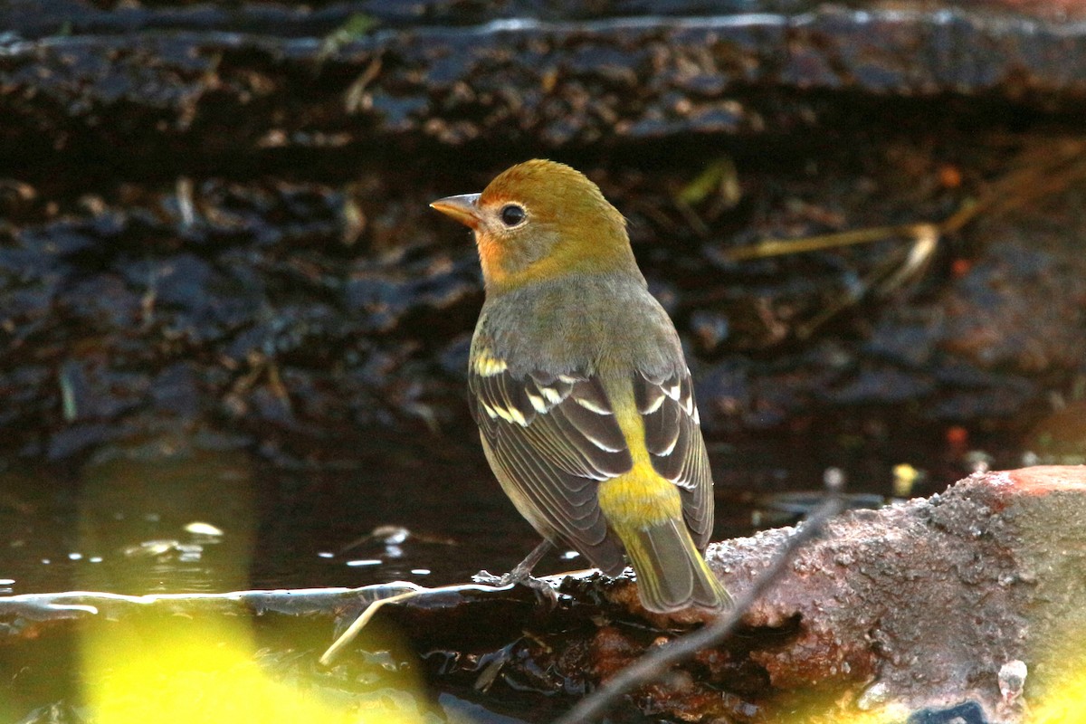Western Tanager - ML619807676