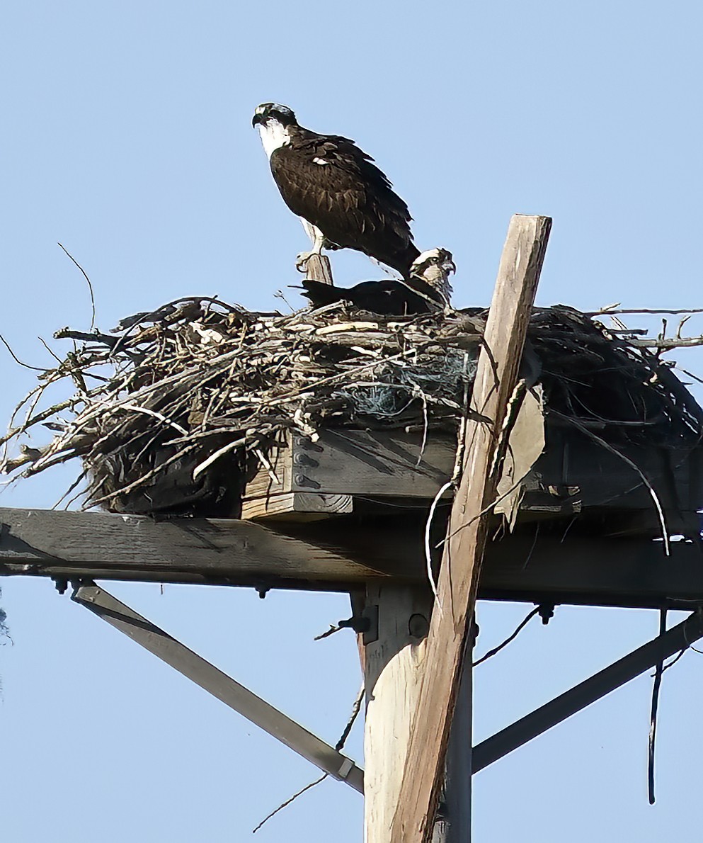 Osprey - ML619807677