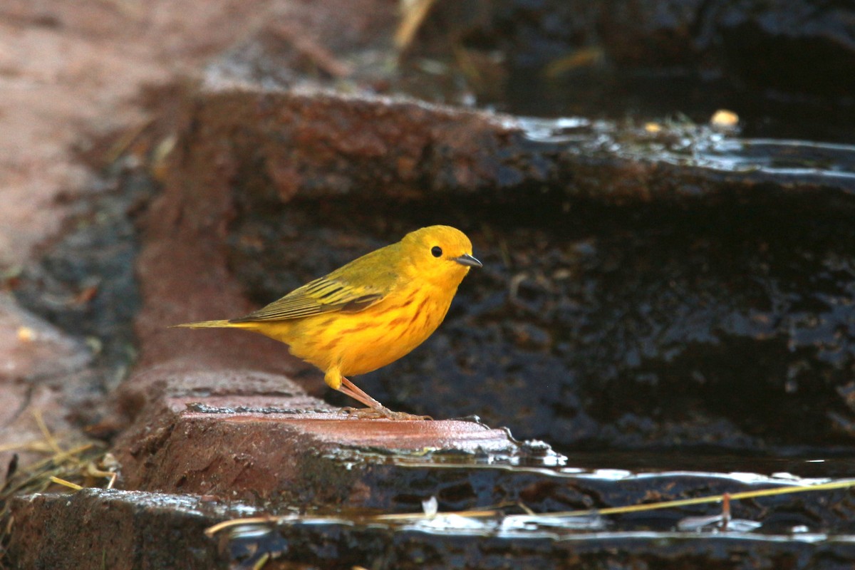 Yellow Warbler (Northern) - ML619807679