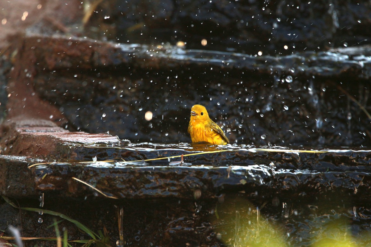 Yellow Warbler (Northern) - ML619807681