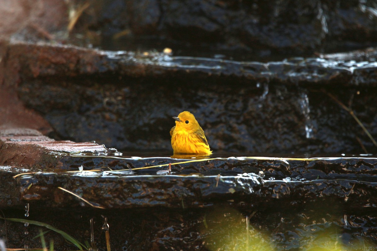 Yellow Warbler (Northern) - ML619807682