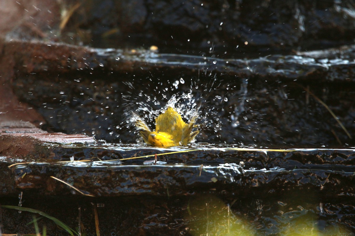 Yellow Warbler (Northern) - ML619807683