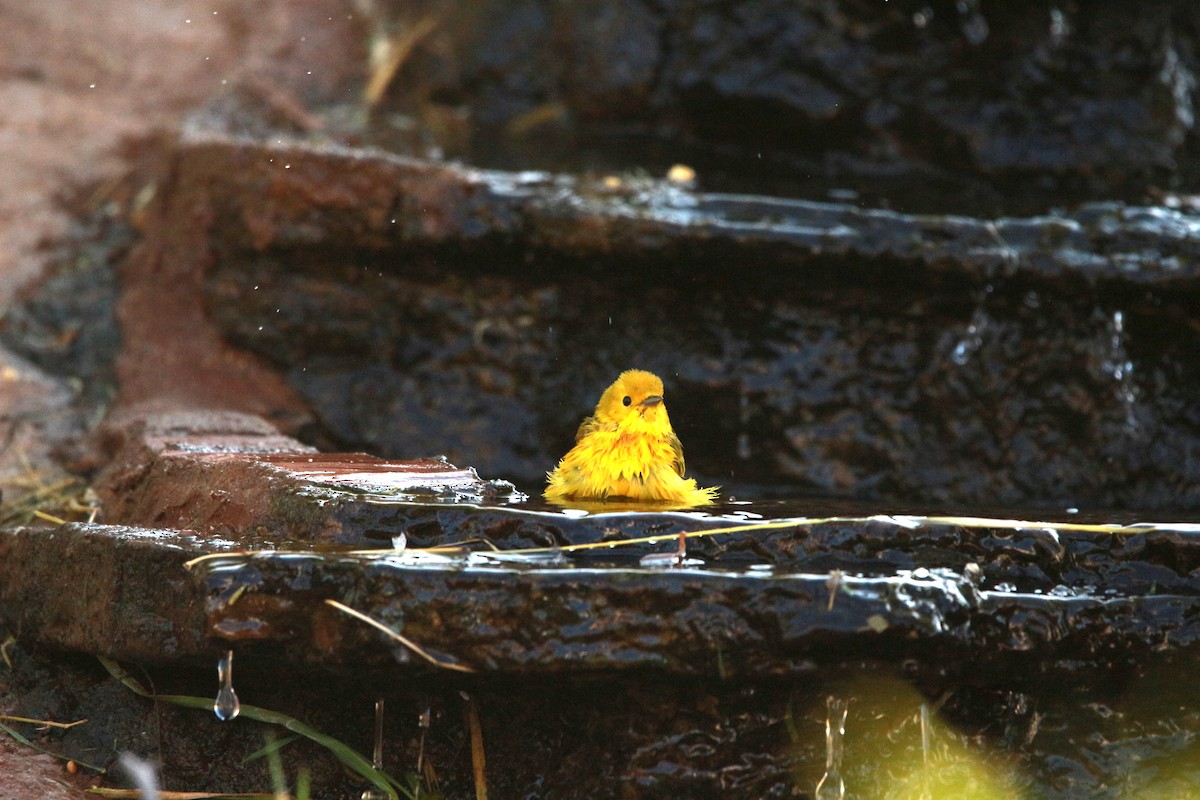 Yellow Warbler (Northern) - ML619807685