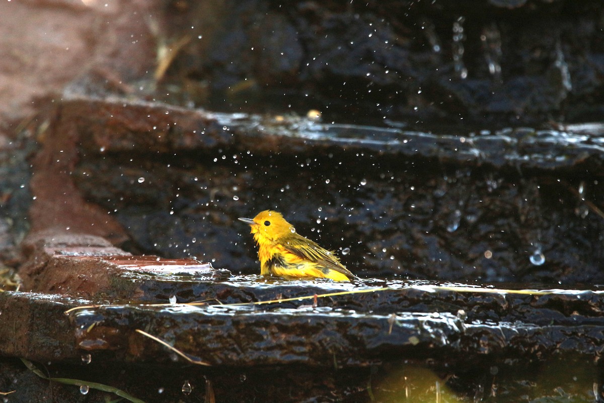 Yellow Warbler (Northern) - ML619807687