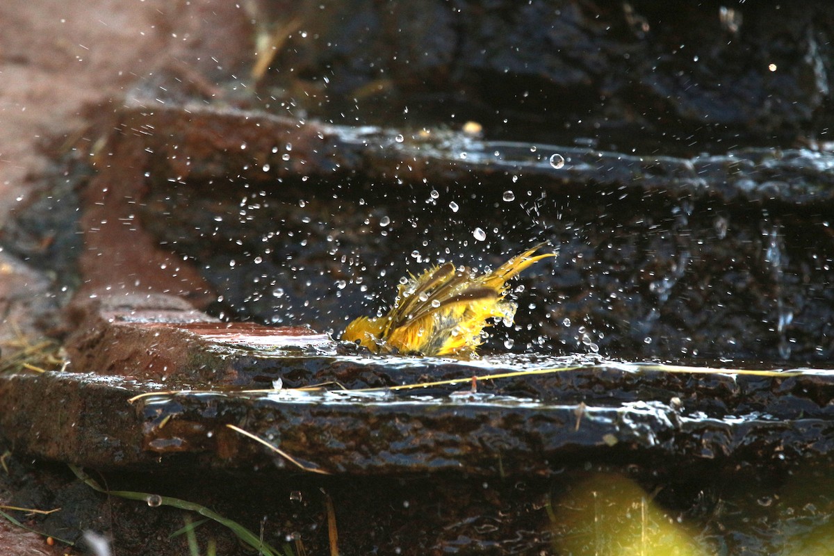 Yellow Warbler (Northern) - ML619807688