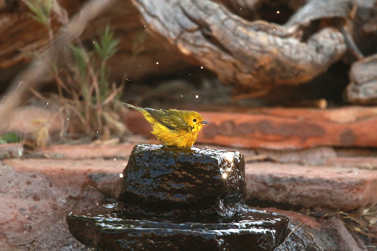Yellow Warbler (Northern) - ML619807689
