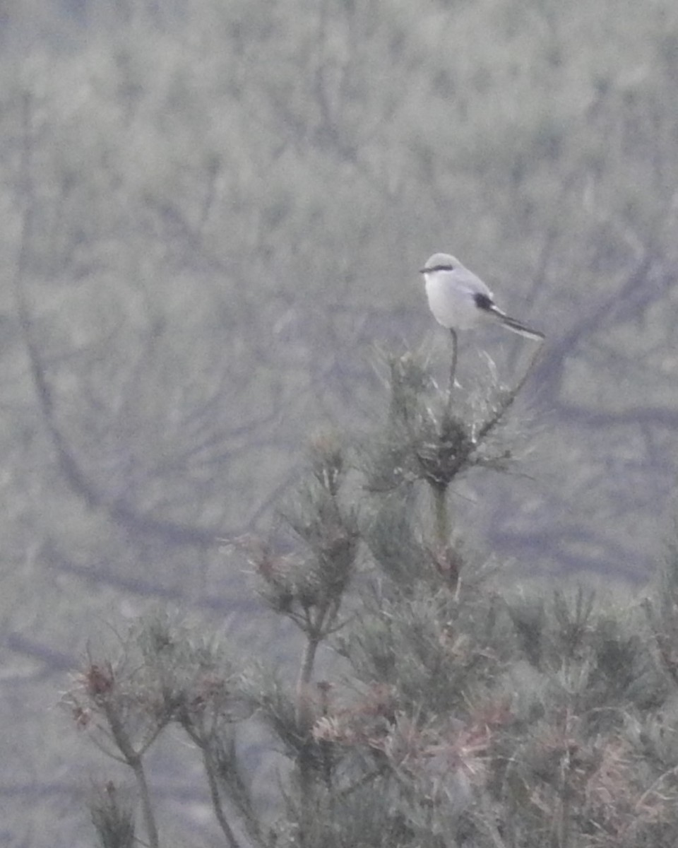 Great Gray Shrike - ML619807691