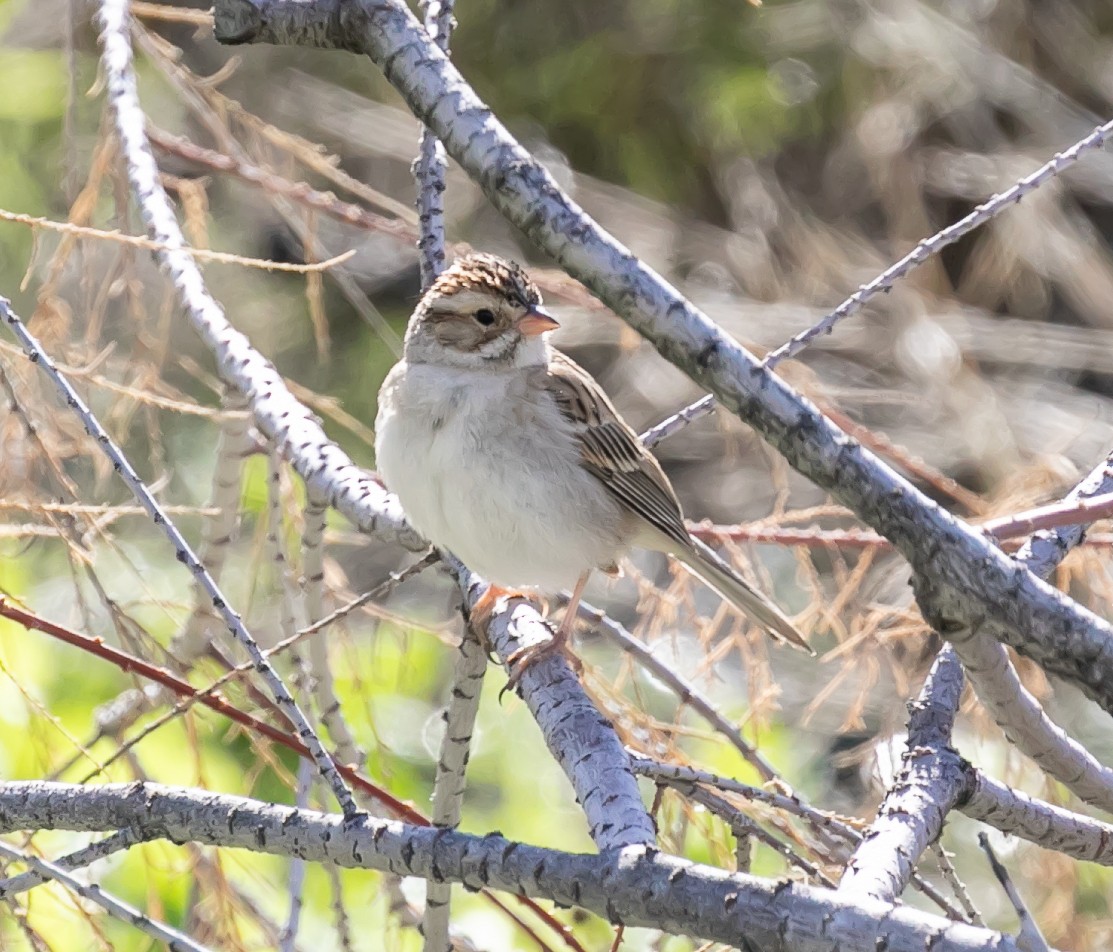 Clay-colored Sparrow - ML619807693