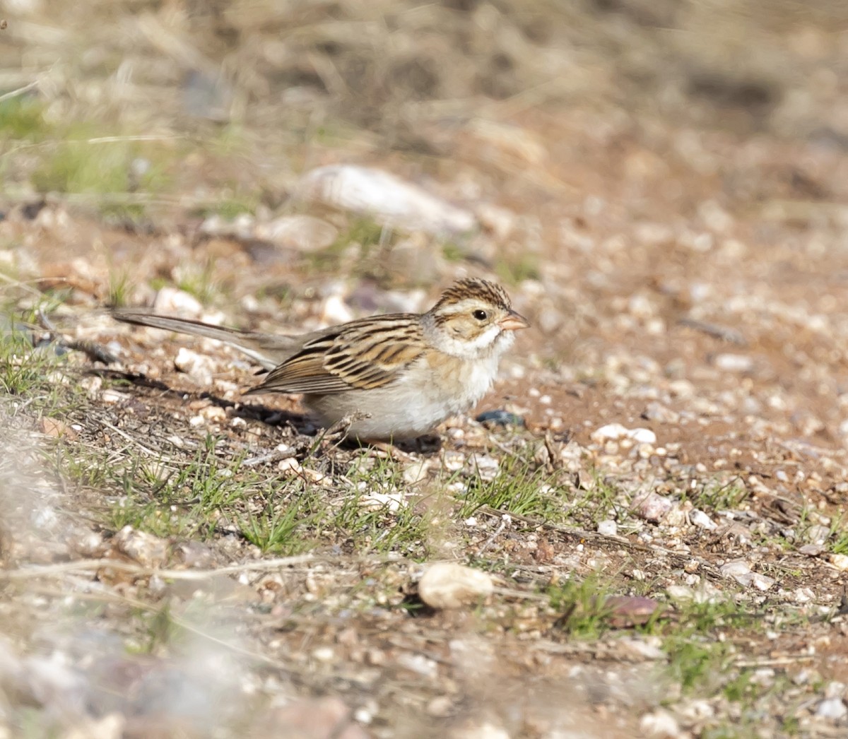 Clay-colored Sparrow - ML619807694