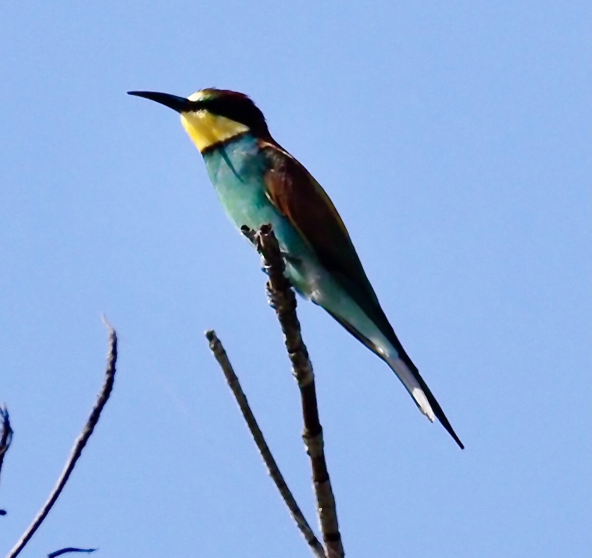 European Bee-eater - ML619807697