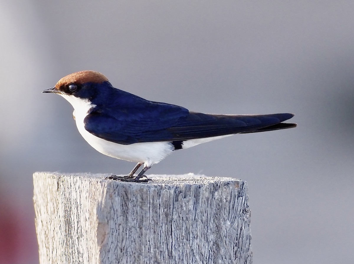 Wire-tailed Swallow - ML619807706