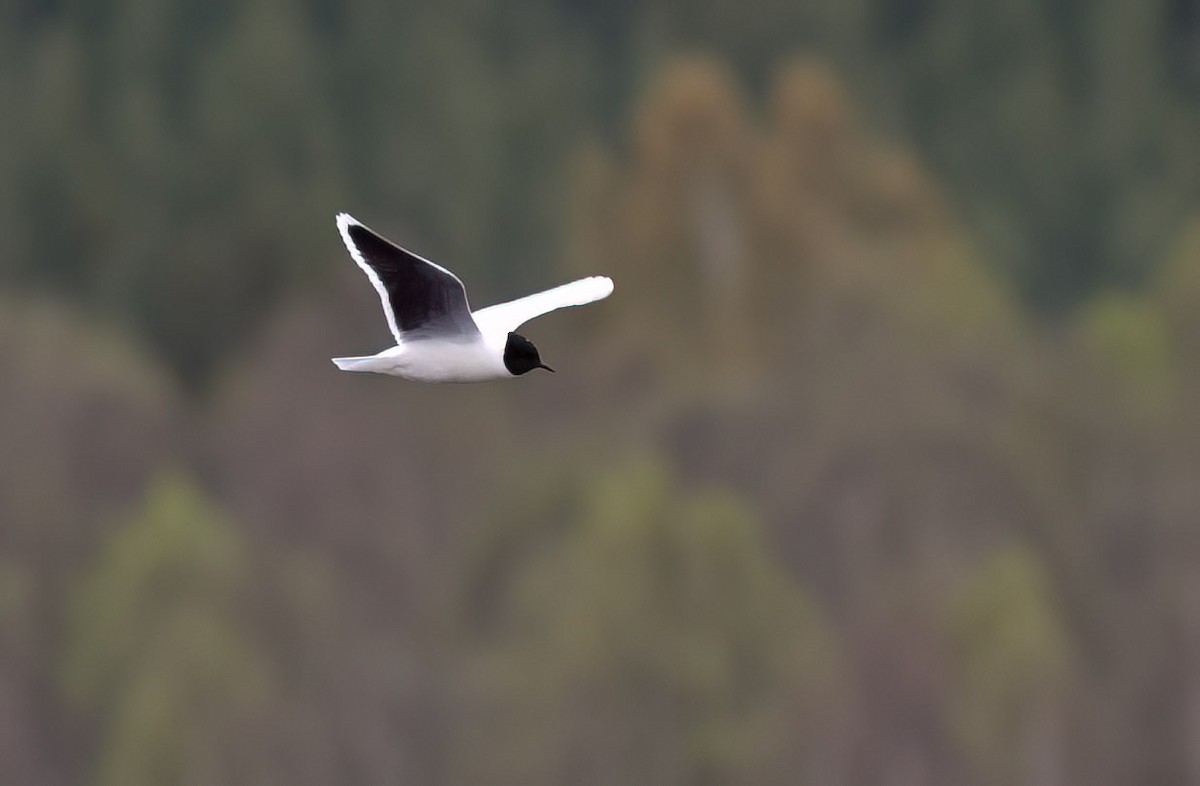 Little Gull - ML619807711