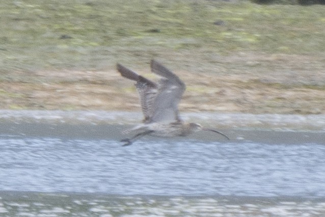 Eurasian Curlew - ML619807717