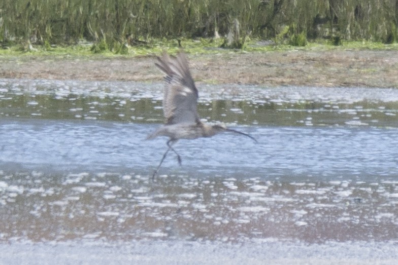 Eurasian Curlew - ML619807720