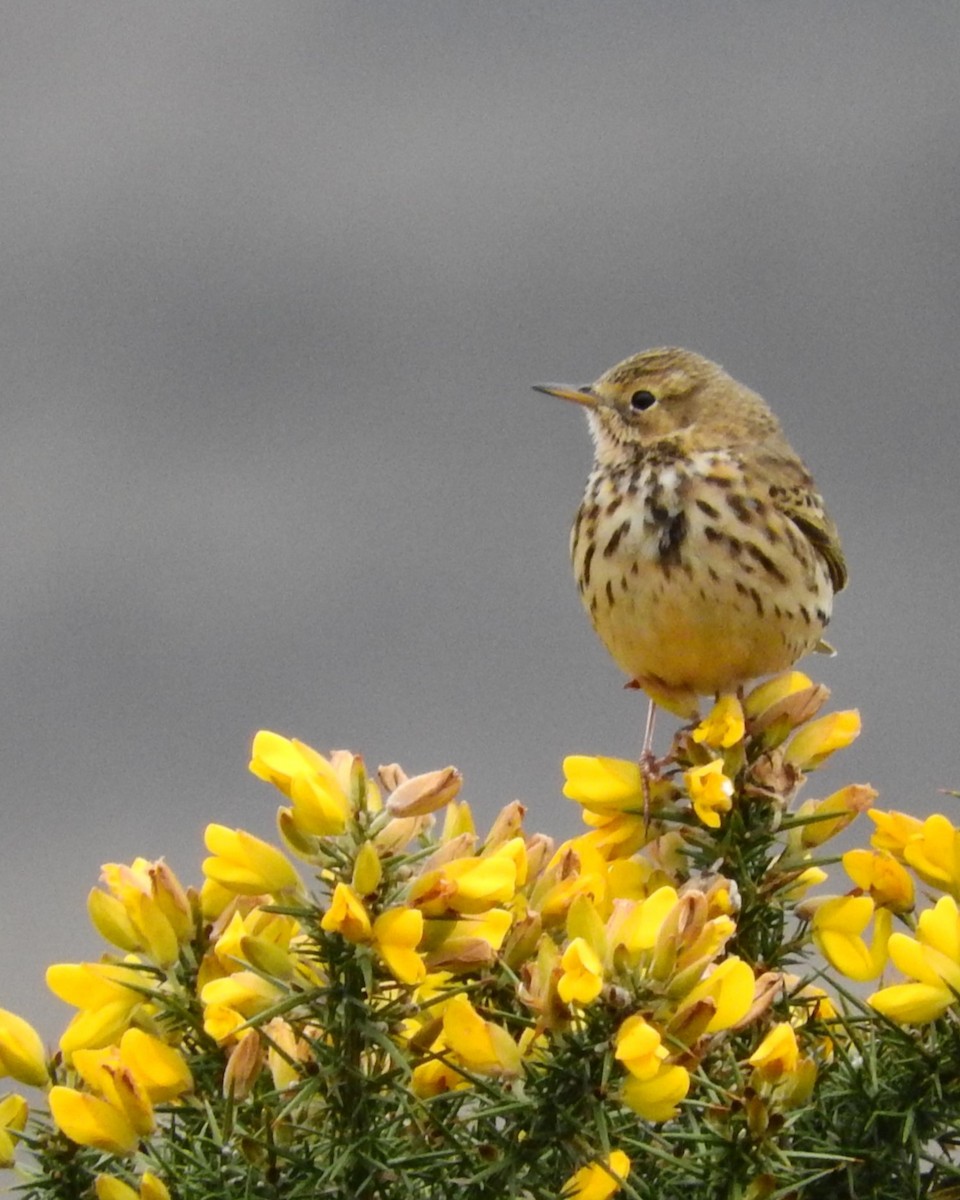 Meadow Pipit - ML619807722