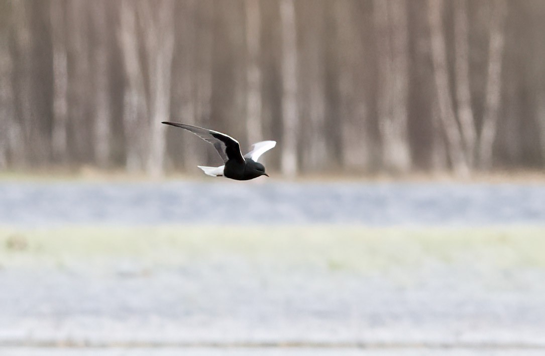 White-winged Tern - ML619807740