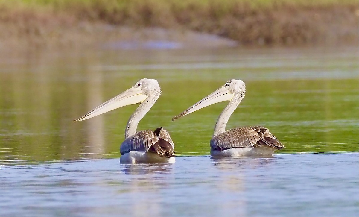 Pink-backed Pelican - ML619807744