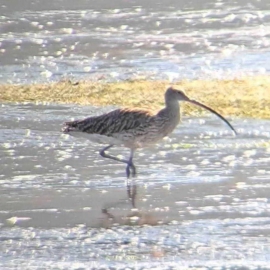 Eurasian Curlew - ML619807754