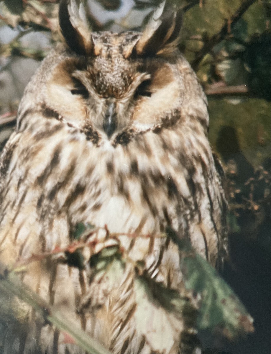 Long-eared Owl - ML619807759