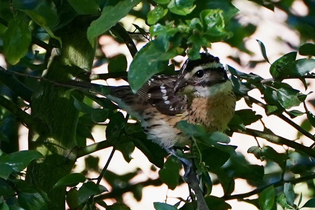 Black-headed Grosbeak - ML619807772