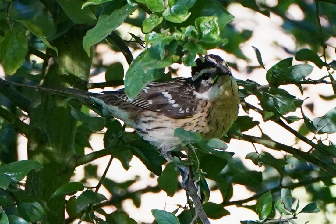 Black-headed Grosbeak - ML619807774