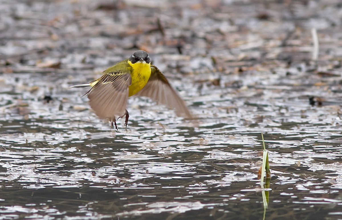 西方黃鶺鴒 - ML619807777