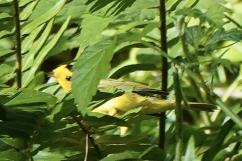 Wilson's Warbler - ML619807780