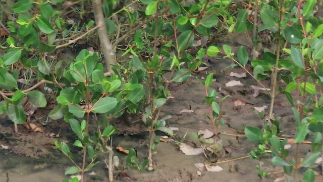 Mangrove Rail - ML619807793