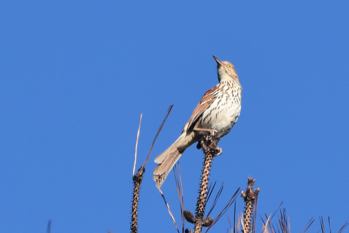 Brown Thrasher - ML619807801