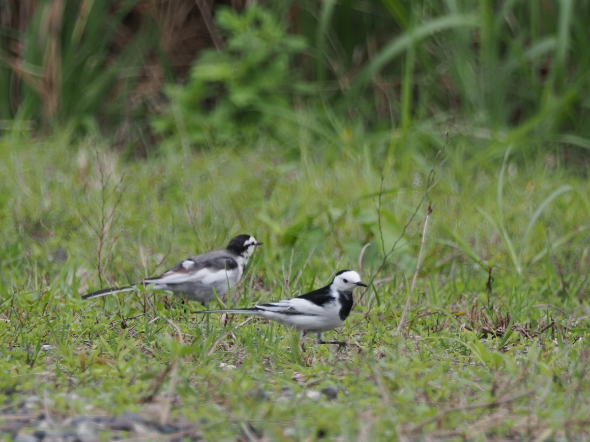 White Wagtail (Chinese) - ML619807804