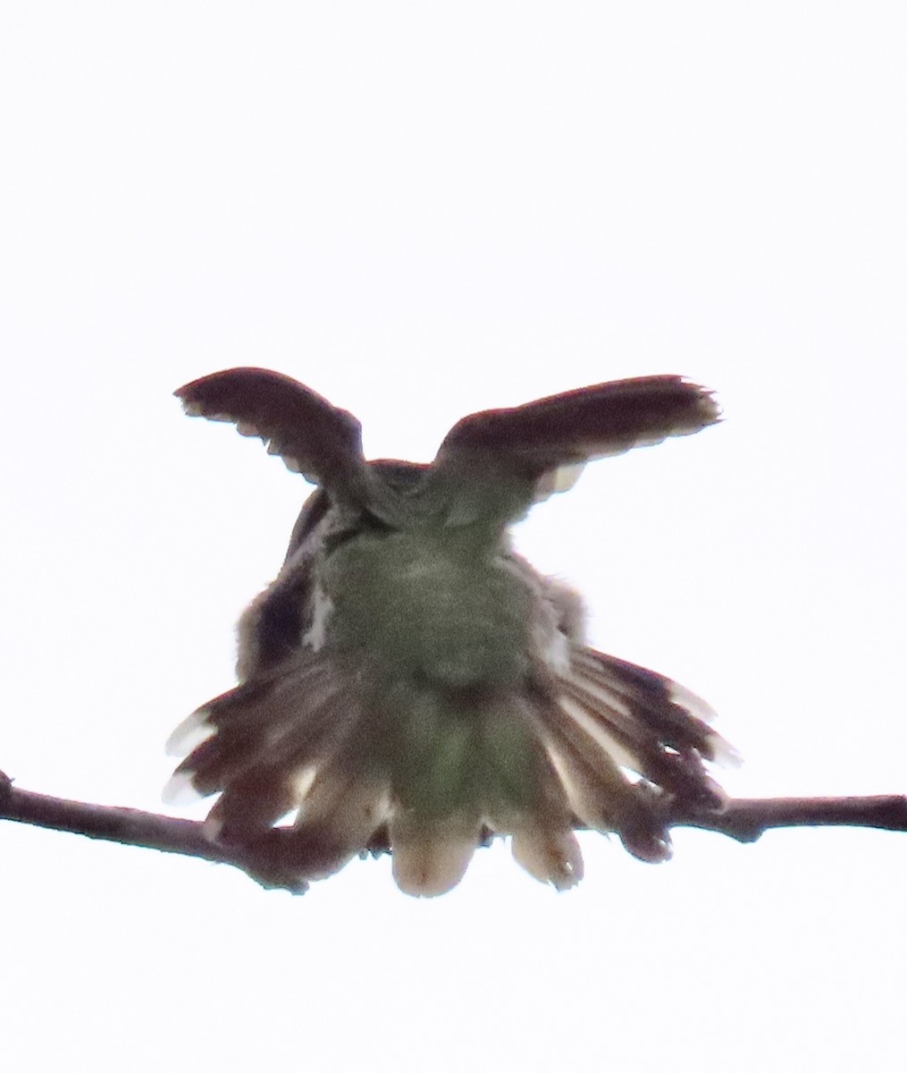 Anna's Hummingbird - ML619807816