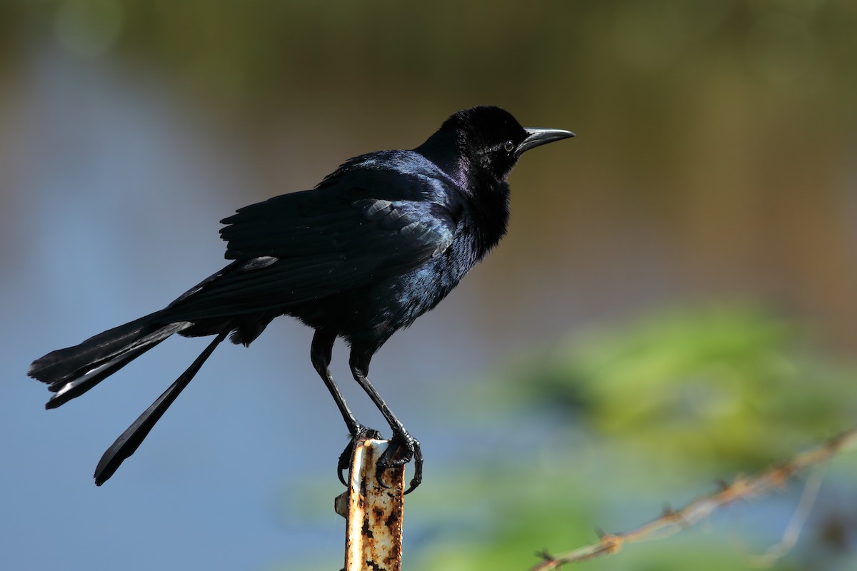 Boat-tailed Grackle - ML619807824