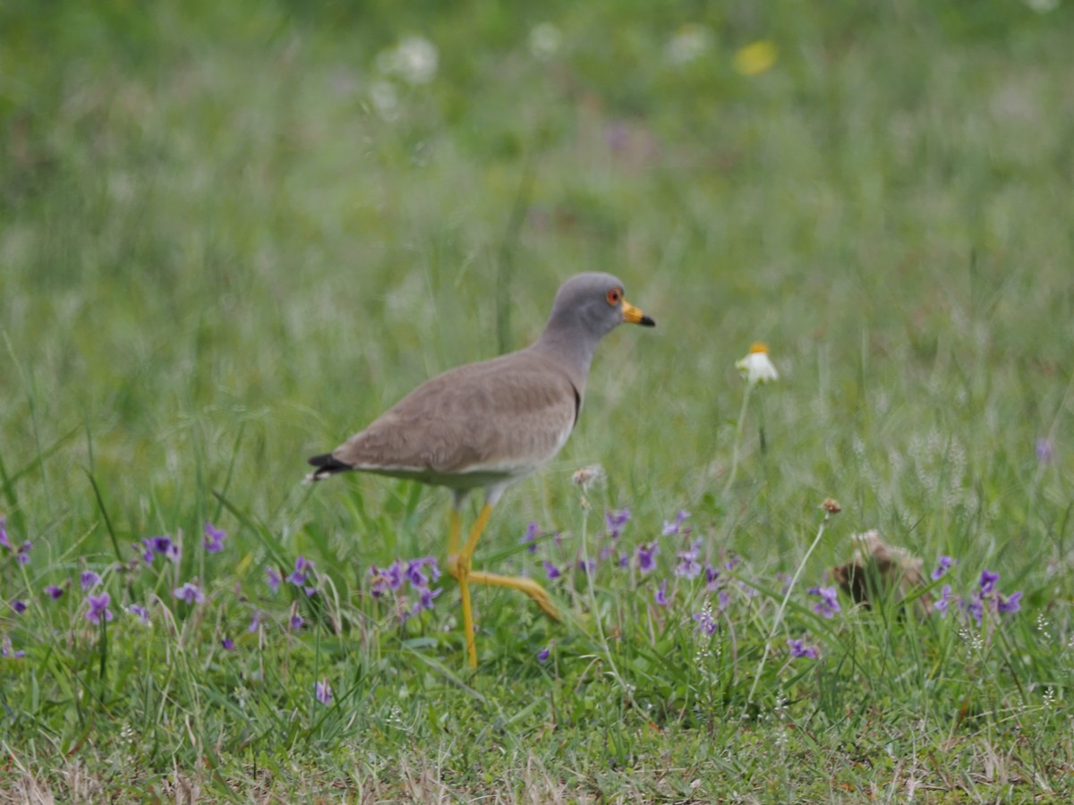 Gray-headed Lapwing - ML619807833