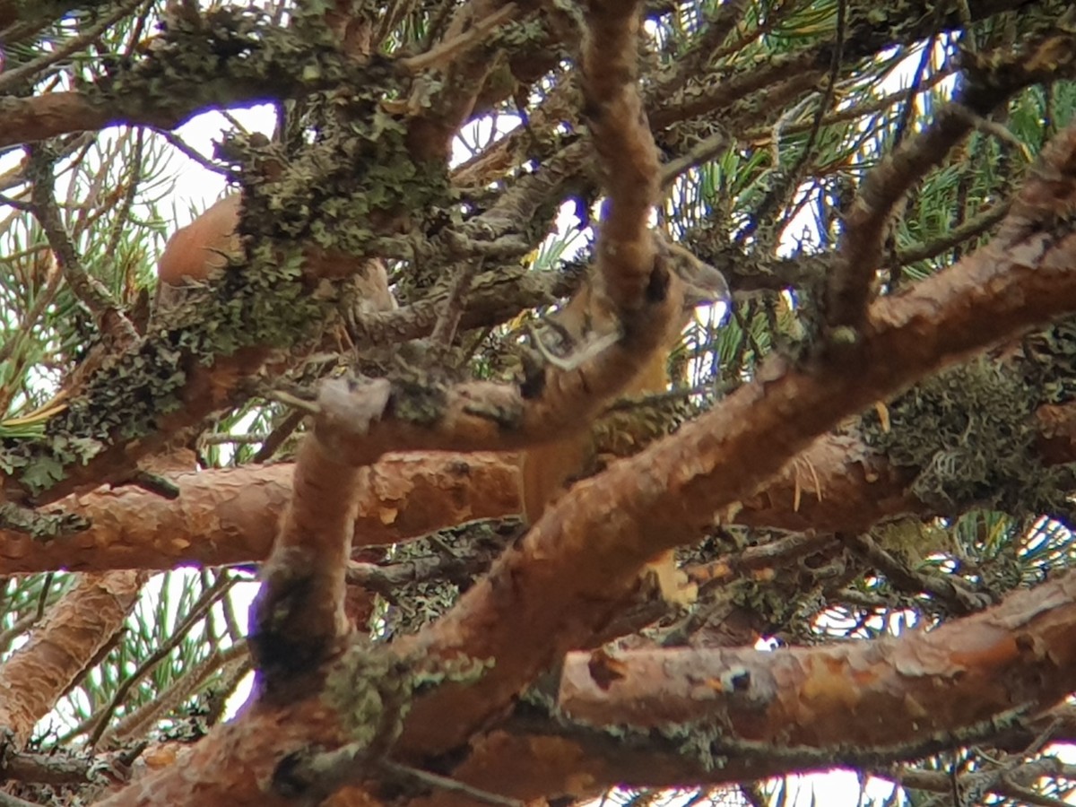 crossbill sp. - ML619807853