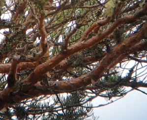 crossbill sp. - Tom Carley