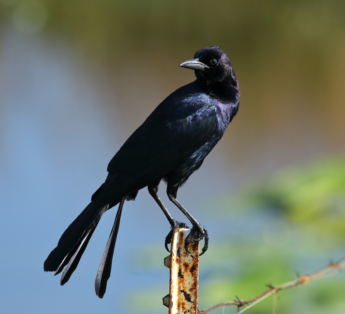 Boat-tailed Grackle - ML619807893