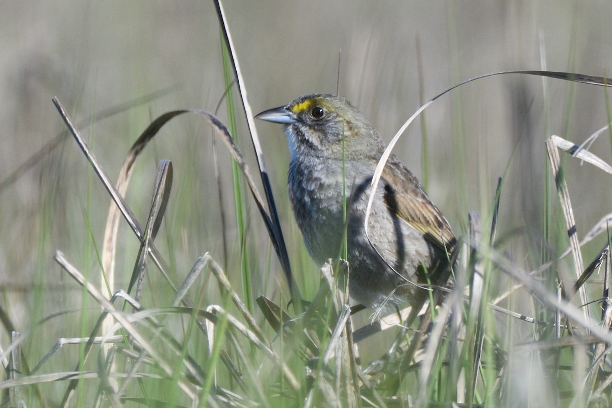 Seaside Sparrow (Atlantic) - ML619807898