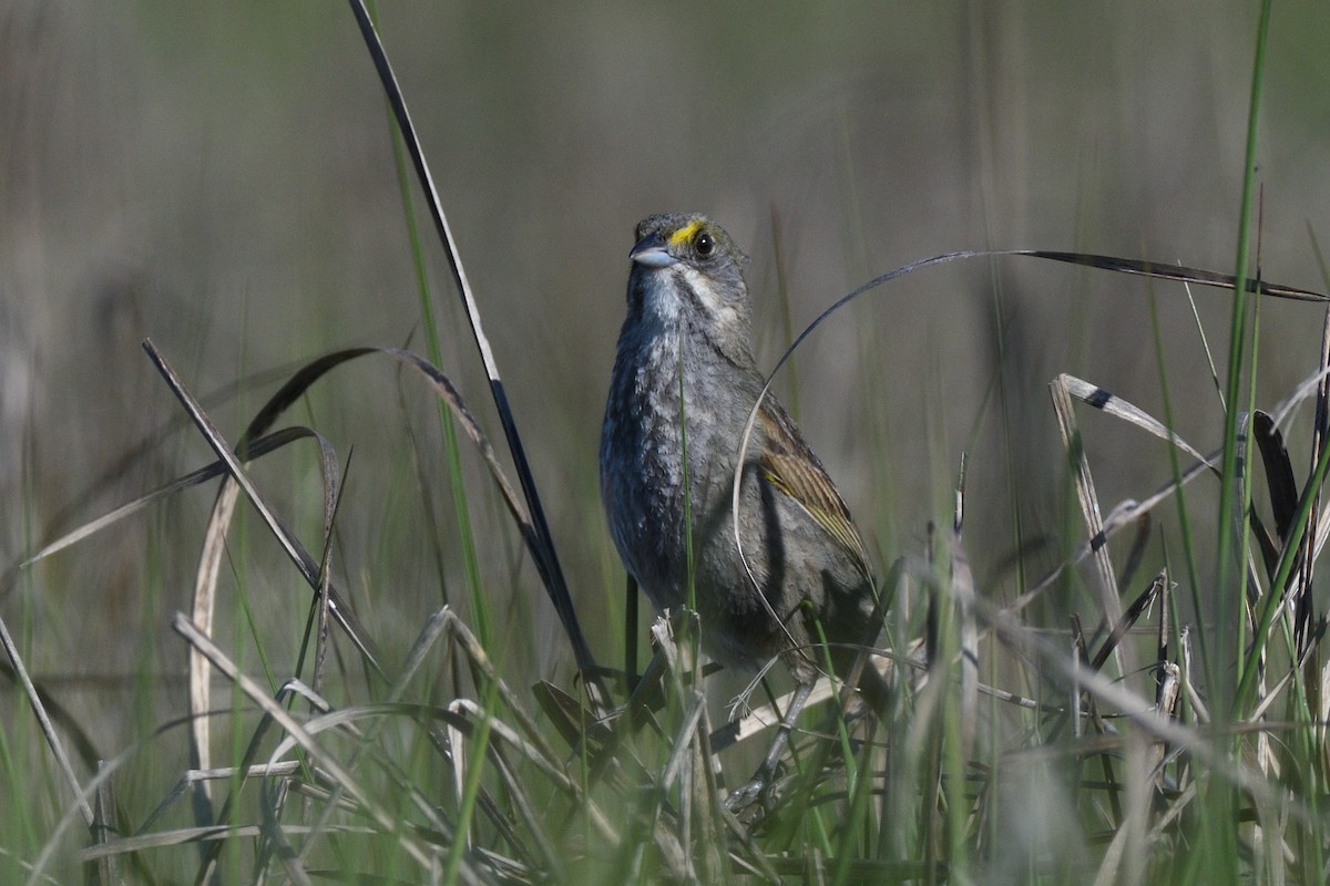 Seaside Sparrow (Atlantic) - ML619807901