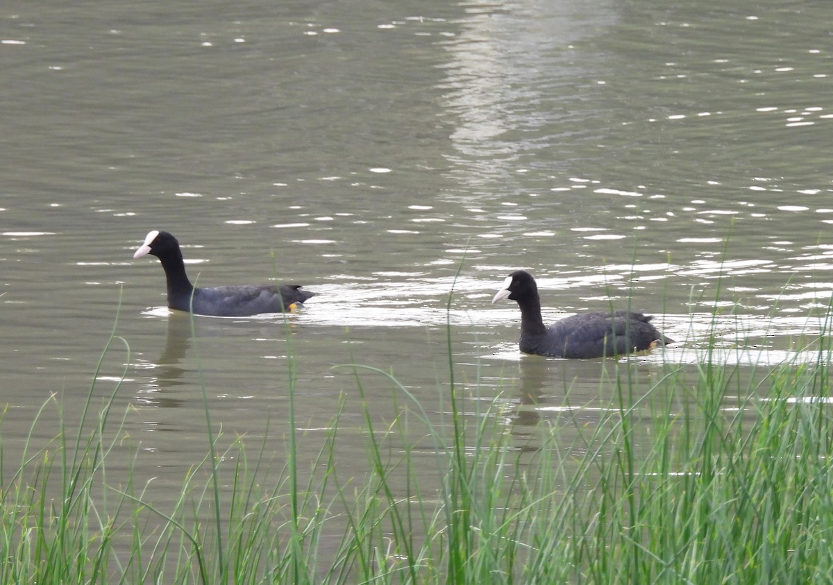 Eurasian Coot - ML619807905