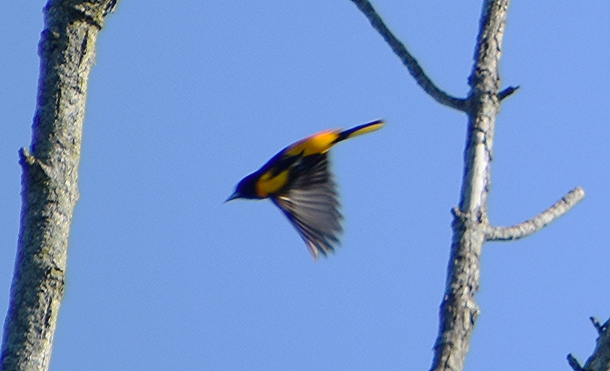 Baltimore Oriole - ML619807908