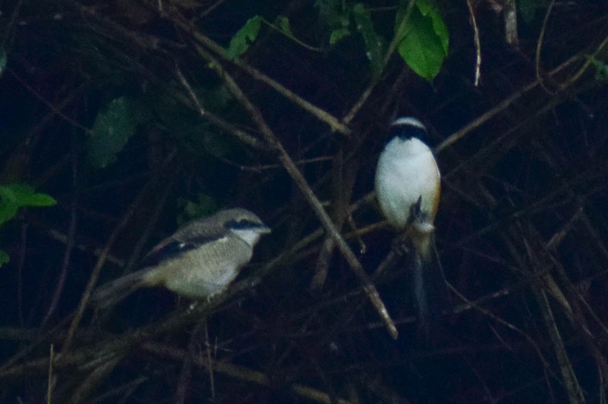 Long-tailed Shrike - ML619807909