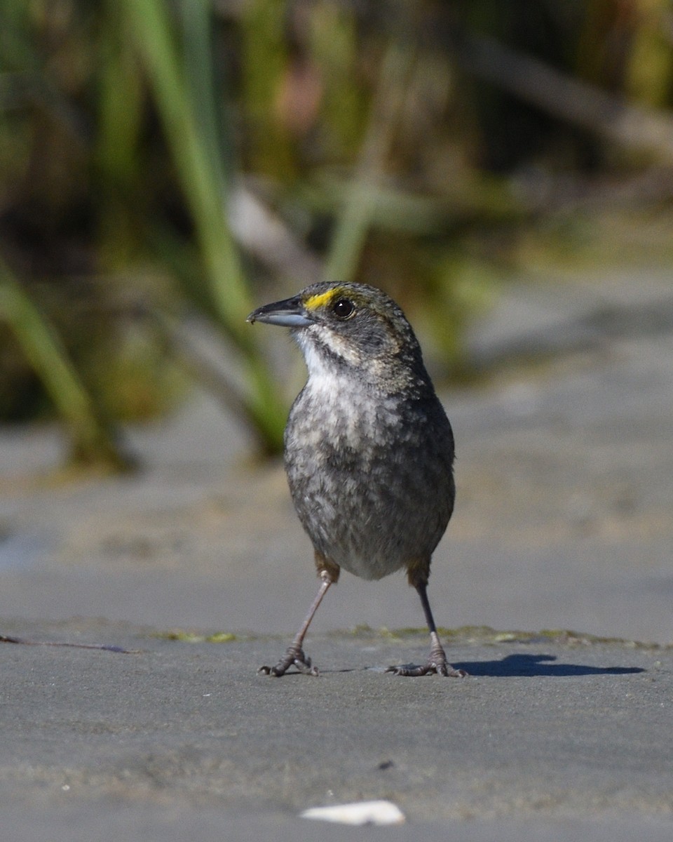 Seaside Sparrow (Atlantic) - ML619807913