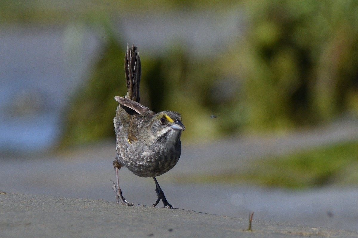 Seaside Sparrow (Atlantic) - ML619807914